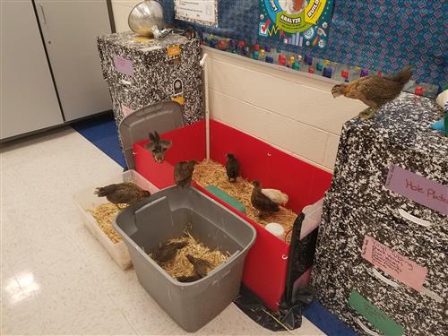 Chicks in the Classroom 