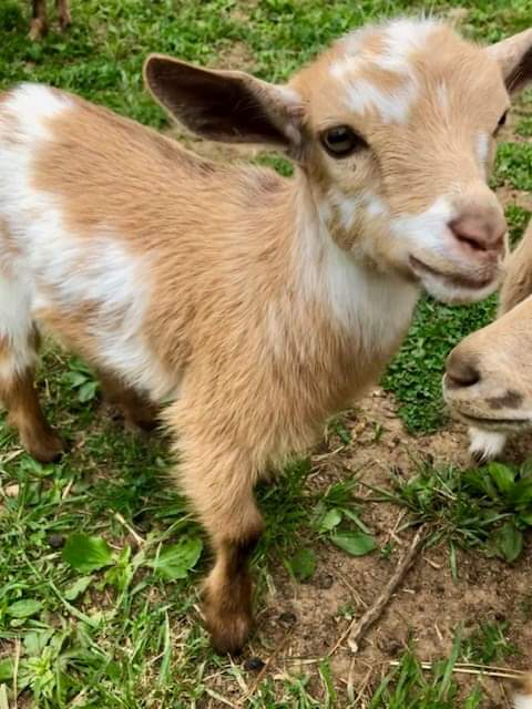 Nigerian Dwarf Goats 
